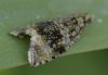 Celypha lacunana
